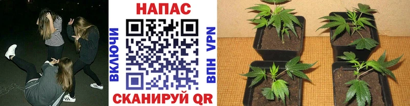 Каннабис Ganja  Купить где  Сосновый Бор 